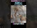 丸太登りレイにどうするオリト　the Tree-Climbing Lioness＃オリトファミリー #旭山動物園 #ライオン #lion #asahiyamazoo #bigcat #レイ #rei