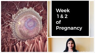 Week 1 and 2 of Pregnancy - Weekly Pregnancy Tips in Kannada