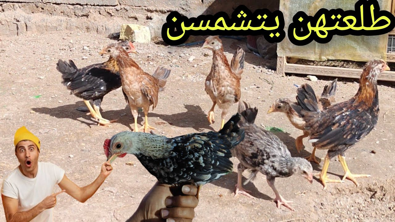 لقحت💉المطوكات🐓طلعت الفروجات🐔يشمسن😊