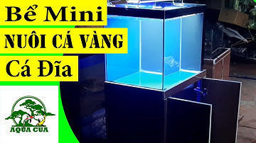 Bể Lọc Tràn Dưới Kích Thước Nhỏ Ơi Là Nhỏ | Thích hợp nuôi Cá Vàng RanChu PingPong Cá Đĩa Thần Tiên