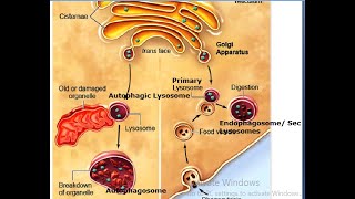 Golgi Bodies-2/ Cell Biology by JJS Sir for Class-11, KVPY, NEET, OLYMPIADS