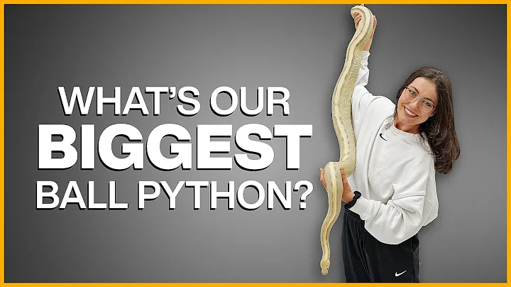 How Big Do Ball Pythons Get?! | #Hetflix 221