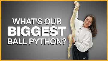 How Big Do Ball Pythons Get?! | #Hetflix 221