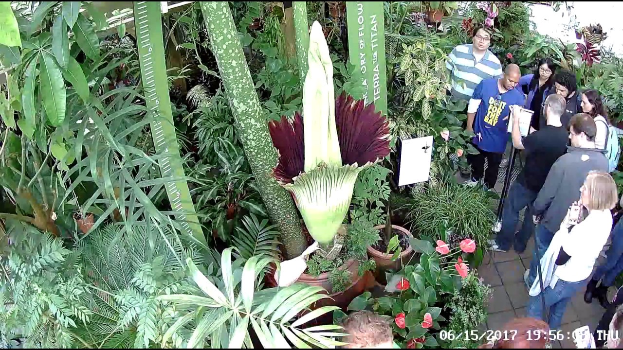 corpse flower initial blooming - san francisco conservatory of flowers