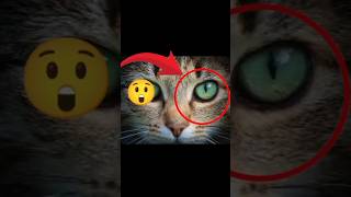 2 Cool Cat Facts You Need to Know💡#shorts