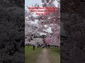 Largest collection of cherry blossom trees in the USA #cherryblossom #shorts