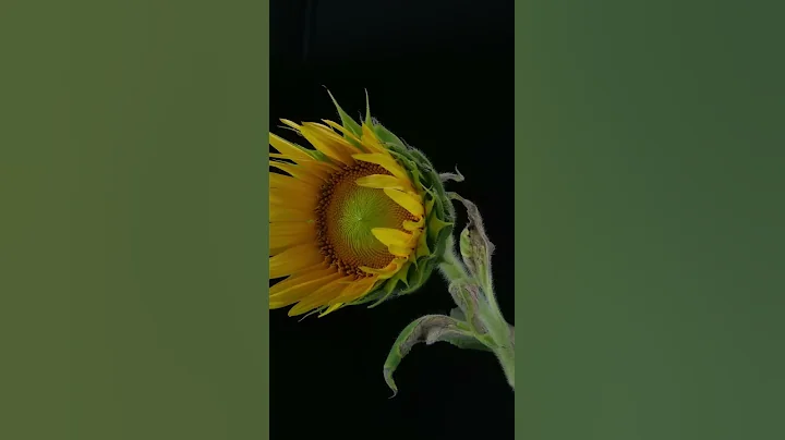 Growing Sunflower Time Lapse - Seed To Flower for 83 Days (one minute version) - DayDayNews