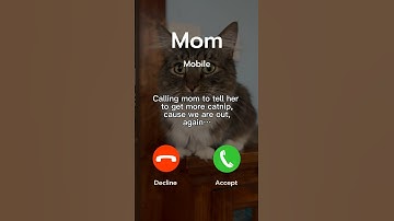 🫨Hey, we’re out of catnip! #cattitude #catnip #tabbycat