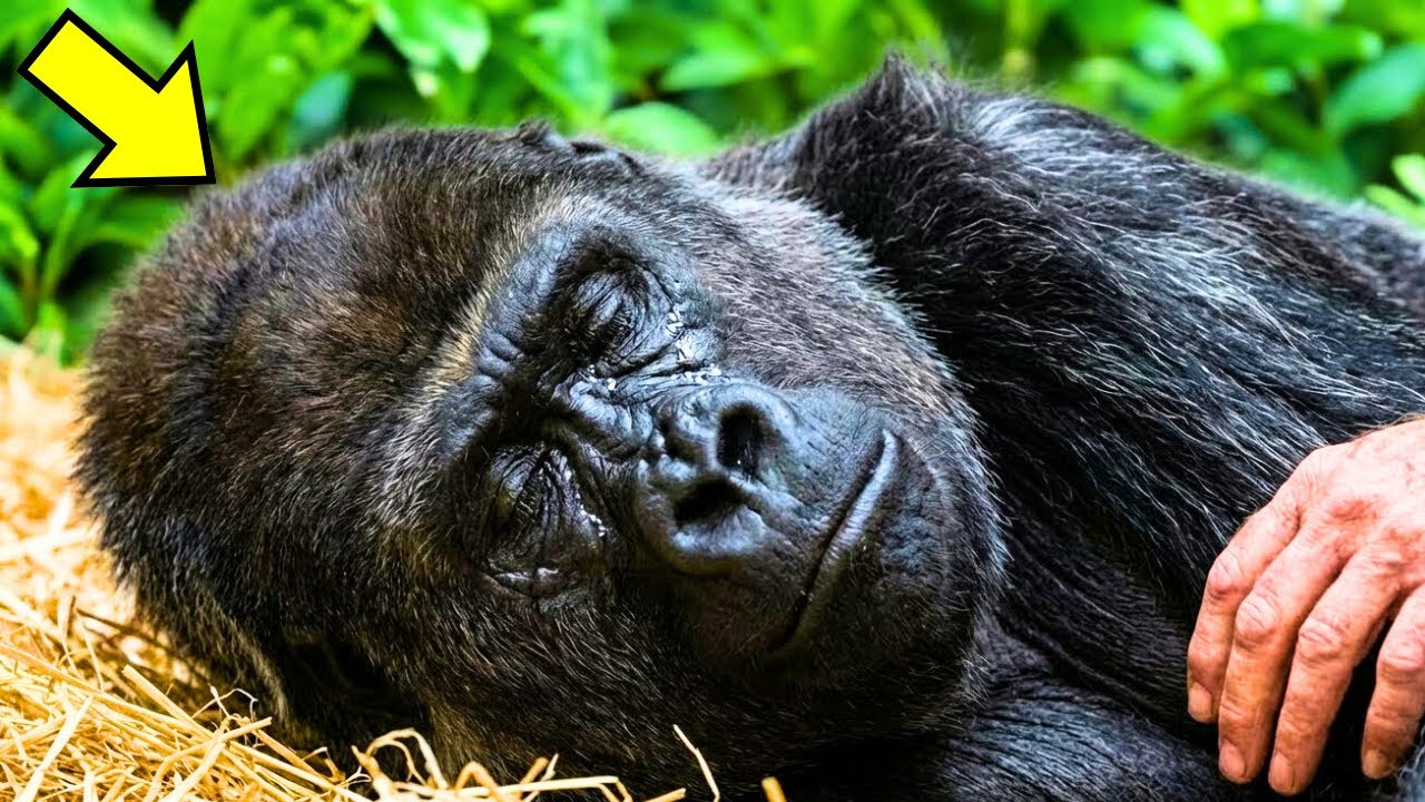 59-Year-Old Gorilla Refuses To Eat, Until She Hears a Familiar Voice...