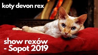 Show rexów w Sopocie  Koty devon rex