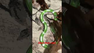 Kittens playing #cat #animals #pets #abyssinian #cattery #funnycats #shots #catlife screenshot 5