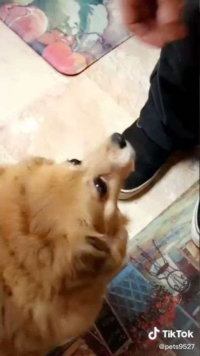 Dog: Nom Nom Nom #Shorts (See Description)
