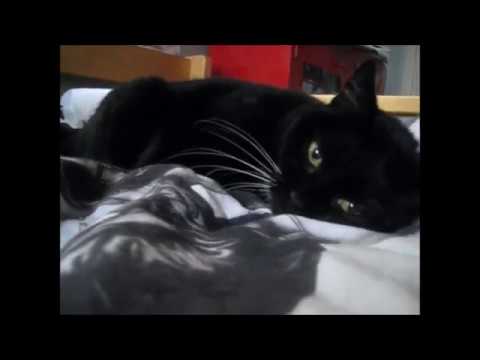 cat แปลว่า Ansku getting some love