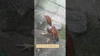 Changamkia fursa ufugaji wa kuku