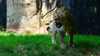 Lioness Roaring Out Her Voice at North Carolina Zoo