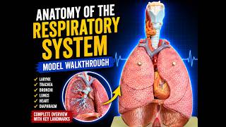 Anatomy of the Respiratory System Complete Respiratory Model Walkthrough