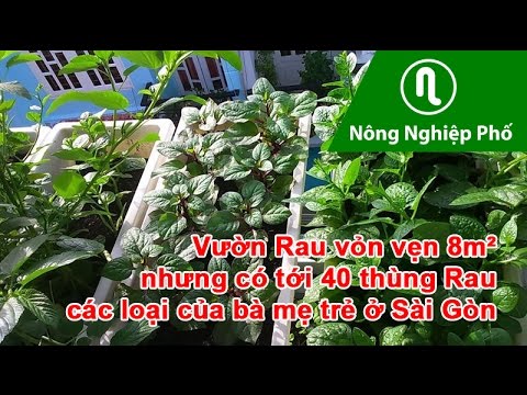 Video: Kích thước Vườn Rau Gia Đình - Khu Vườn Kích Thước Nào Sẽ Nuôi Gia Đình