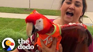 This Woman's Love For Her Parrot Is Everything Humanity Needs | The Dodo Faith = Restored