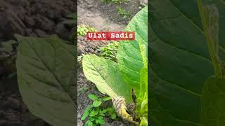 Ulat Tembakau #shortvideo #farming #shorts #farmer #tobacco #petani #pestisida #organicfarming