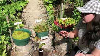 “Bogged” down? Learn about bogs & native plants in Acadia National Park!