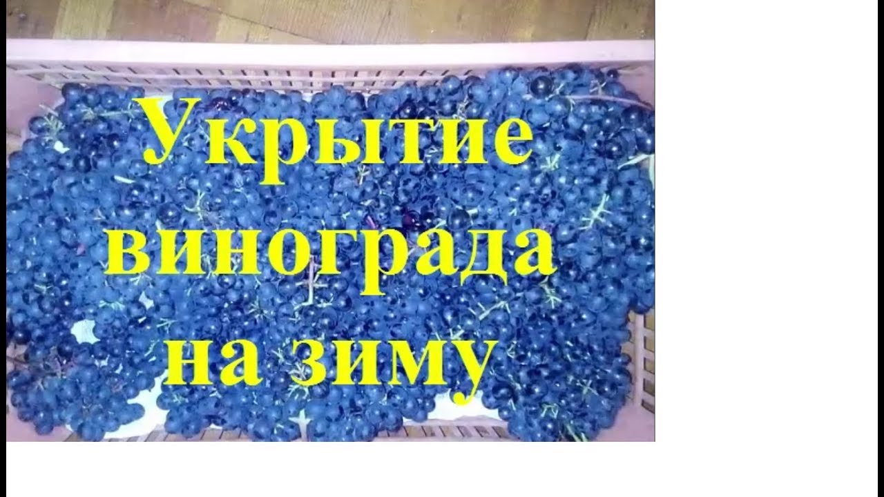 Виноград Осень Укрытие на зиму в Сибири Урожай Просто доступно grapes in autumn cover