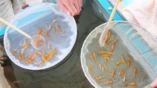 JAPANESE KOI FISH in 9 minutes | Short documentary screenshot 3