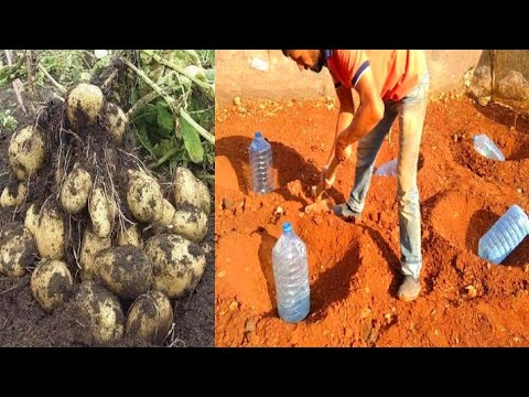 فيديو: تخزين البطاطس في الحديقة: كيفية تخزين البطاطس خلال الشتاء