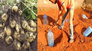 زراعة البطاطا في حديقة المنزل  Potato cultivation (sitron dyrking