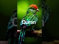 surah ash shu'ara Urdu translation Quran سورۃ الشعراء کا اردو ترجمہ #quranurdutranslation #quran