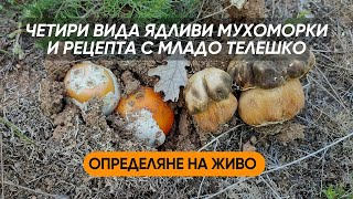 видео: Първите ни #манатарки и #гъби #булки за 2023г. #Определяне на #живо на четири вида #ядливи мухоморки картинка: Първите ни #манатарки и #гъби #булки за 2023г. #Определяне на #живо на четири вида #ядливи мухоморки