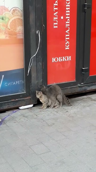 Манька-облигациЯ🐱 - YouTube