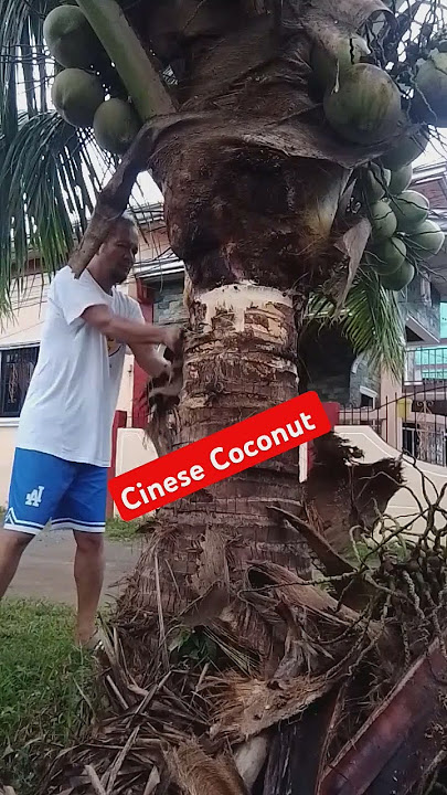 Inalisan Kopo Ng Lumang Palapa