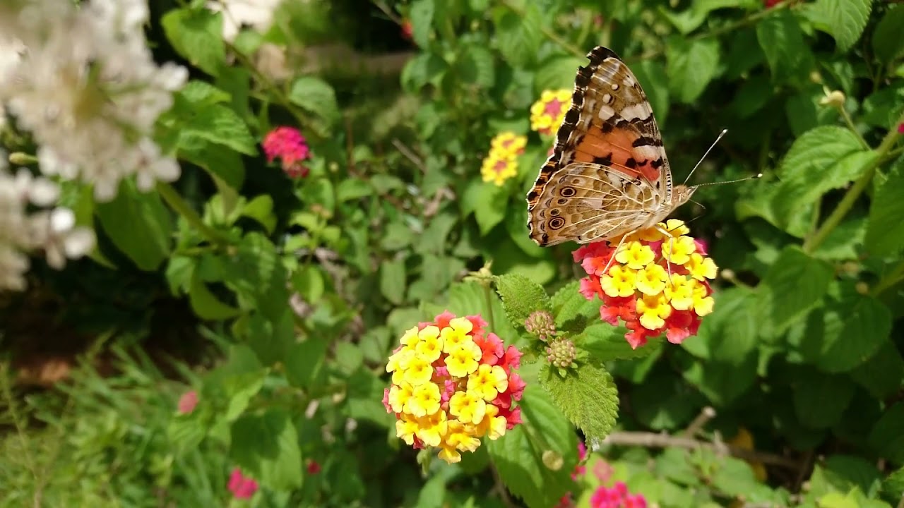 Butterflies (Official Music Video) *TRUE LOVE**🦋🦋 - YouTube