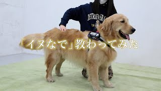 【イヌなでチャレンジ】飼い主さんによるドッグマッサージ ~レトリーバー編~