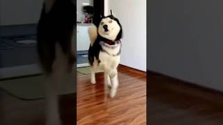 Cute Dog and Cat Dance 🐶🙀😂