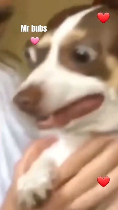 ozzy osbourne mr bubz