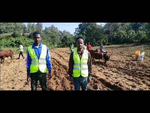 Facaasaa Qamadii Bonaa 2018