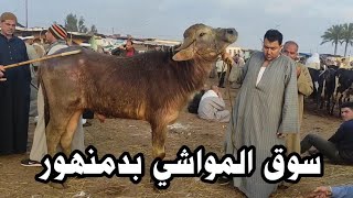 سوق المواشي بدمنهور ( اسعار العجول الجاموس اللحم والمحير والتقنية والطلوقة)14/ 4/ 2024