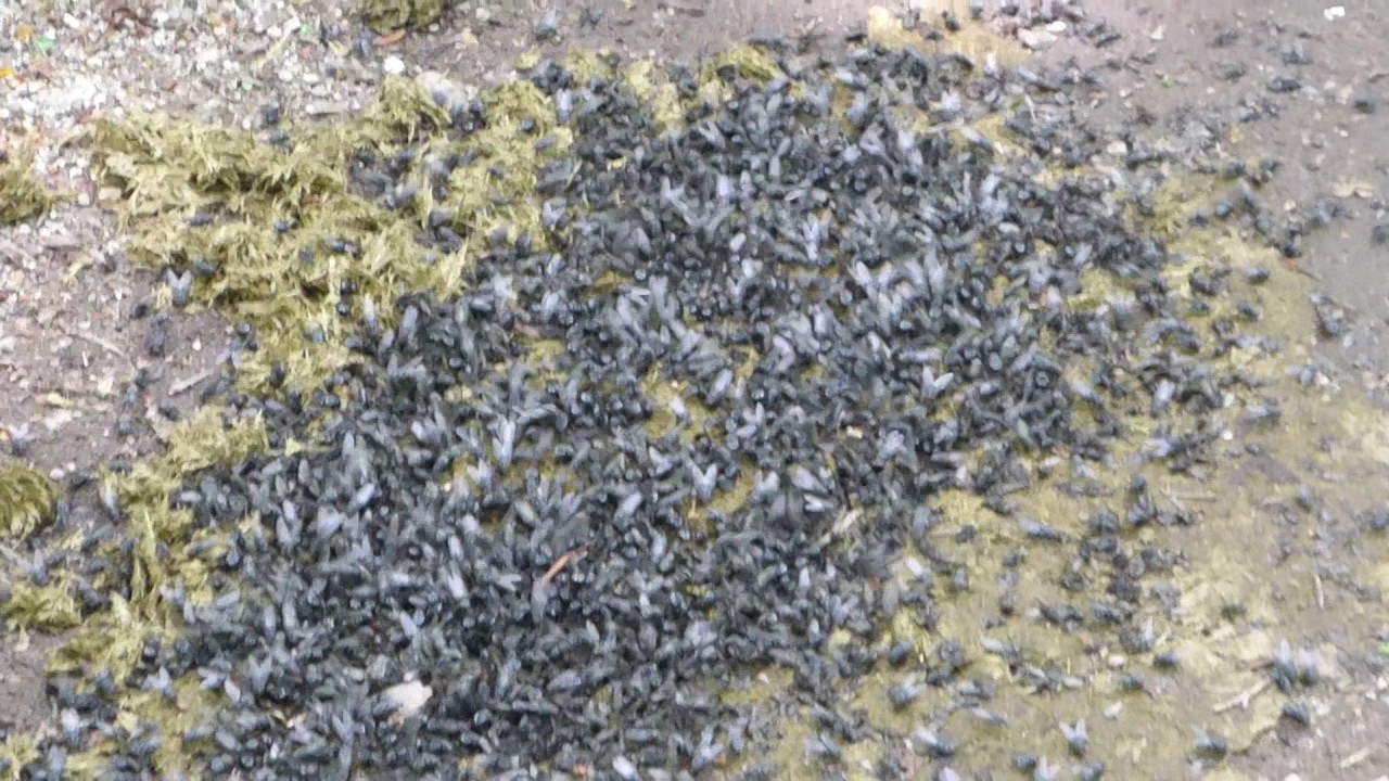 Fliegenschwarm im Pferdemist YouTube