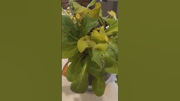 Thumbnail of how to revive foxglove #plant #gardening #plants  #flower #indoorplant #flowers #houseplants