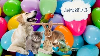 Яйца с сюрпризом | Сюрпризы с игрушками | Eggs Surprises