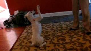 Soft Coated Wheaten Terrier Doing Some Tricks