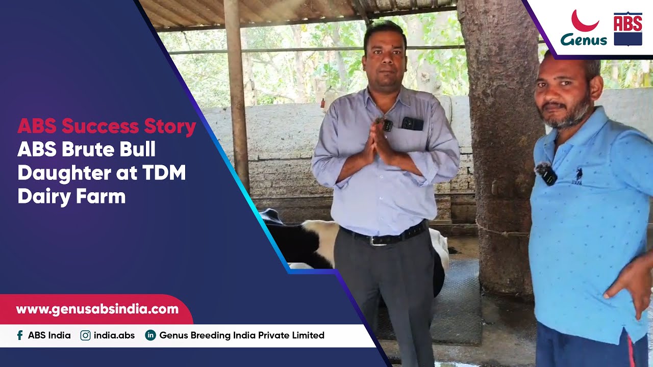 ABS Success Story ABS Brute Bull Daughter At TDM Dairy Farm YouTube abs-success-story-abs-brute-bull-daughter-at-tdm-dairy-farm-youtube