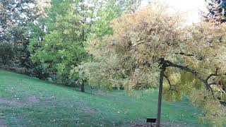 Fraxinus excelsior 'Jaspidea'   jasan ztepilý