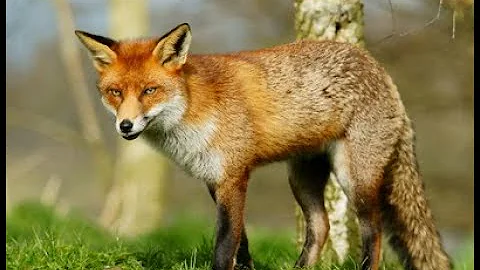 Odd shots 2024- Foxing and pest control compilation.