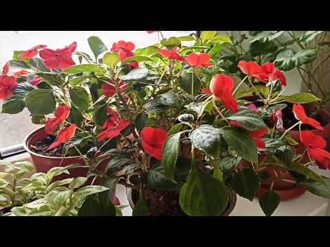 Обзор цветов на