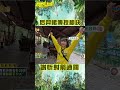 后羿峮峮親授射箭秘訣 謝忻秒通關【飢餓遊戲】#shorts #后羿峮 #峮峮 #謝忻 # #hungergames