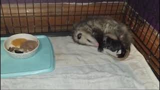 Baby opossums nurse from mom while she recovers from her attack