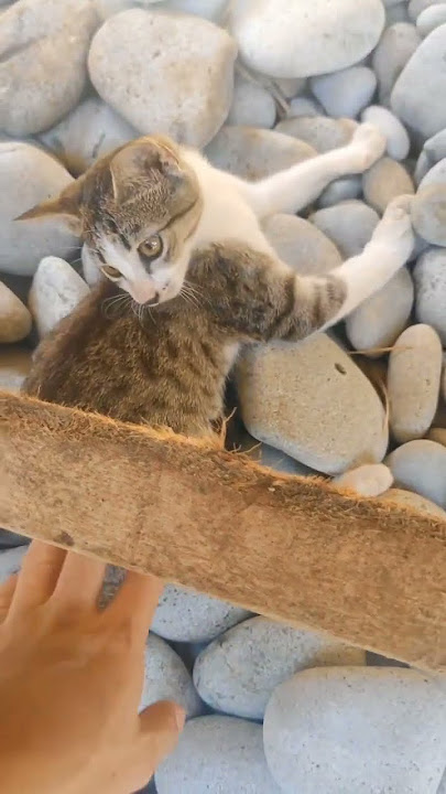 Mabua 😻 |||