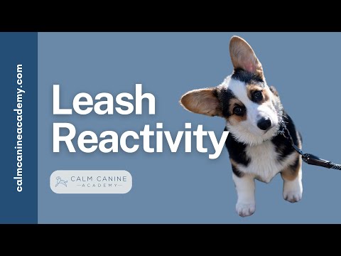 Fostering or Adopting a Leash Reactive Dog